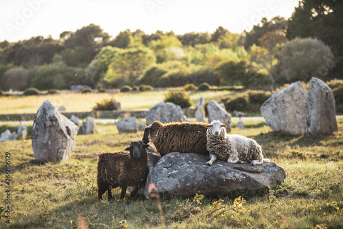 Mouton sur les menhirs de Carnac photo