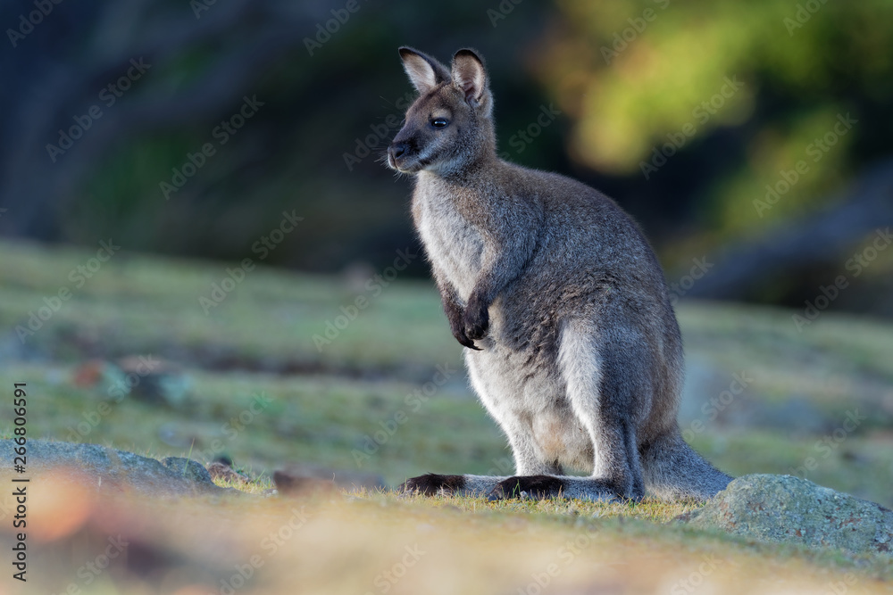Bennett's wallaby - Macropus rufogriseus, also red-necked wallaby, medium-sized macropod marsupial, common in eastern Australia, Tasmania Bennett's wallaby - Macropus rufogriseus, also red-necked wallaby, medium-sized macropod marsupial, common in eastern Australia, Tasmania