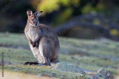 Bennett's wallaby - Macropus rufogriseus, also red-necked wallaby, medium-sized macropod marsupial, common in eastern Australia, Tasmania © phototrip.cz