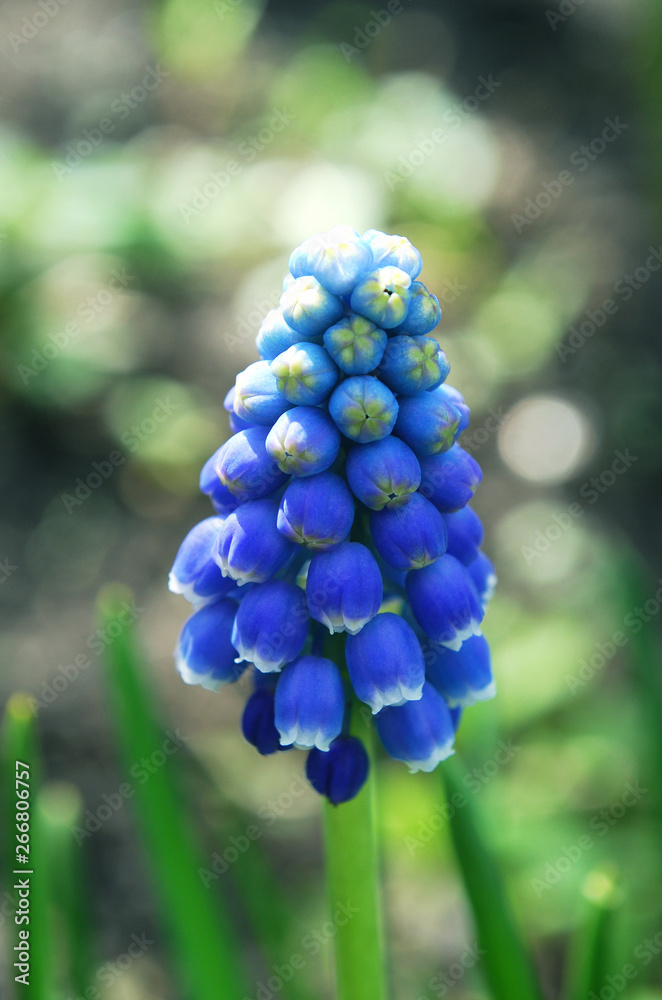 clusters of flowering blue Muscari clusters of flowering blue Muscari