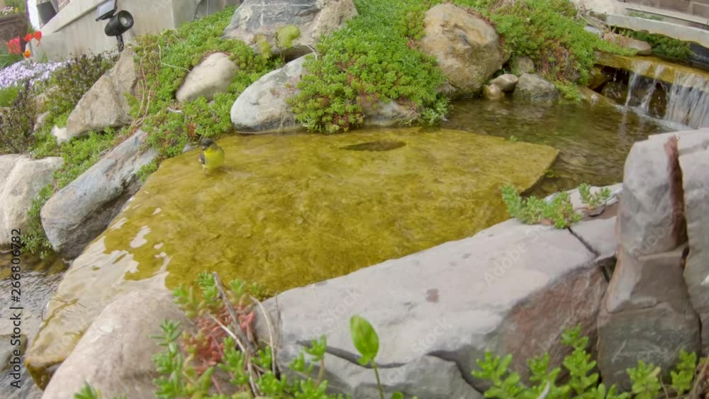 An American Goldfinch splashes and plays in a babbling brook An American Goldfinch splashes and plays in a babbling brook
