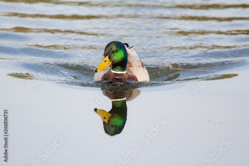 BathDuck