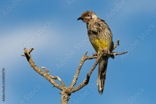 Red Wattlebird - Anthochaera carunculata  is a passerine bird native to southern Australia photo