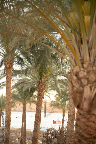 green palm trees view near ocean