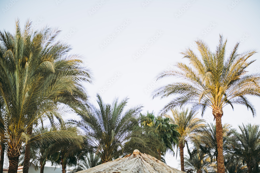 green palm trees view near ocean