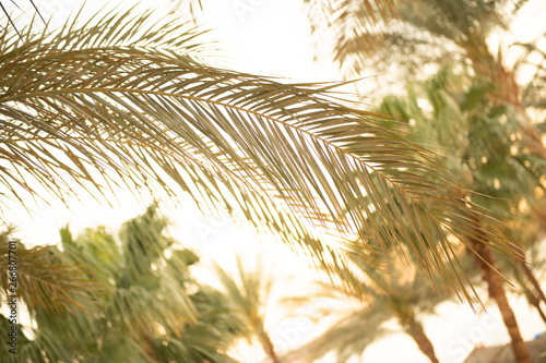 green palm trees view near ocean