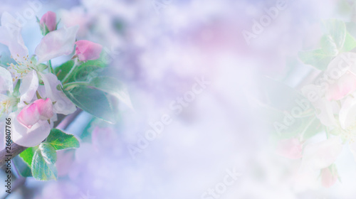 Abstract floral background. Delicate spring flowers in pastel colors. Banner background with copy space.