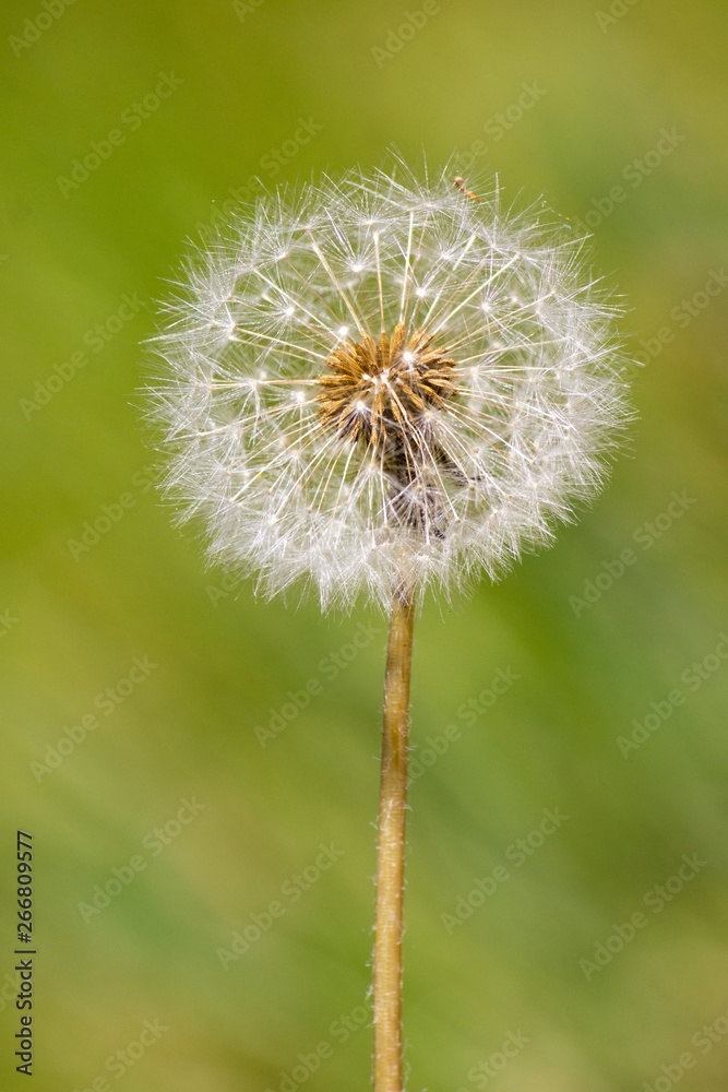 dandelion blowball on blurred background dandelion blowball on blurred background