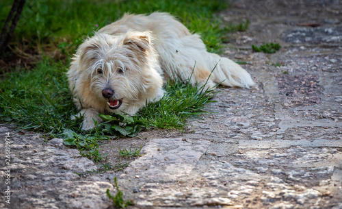 il mio cane photo