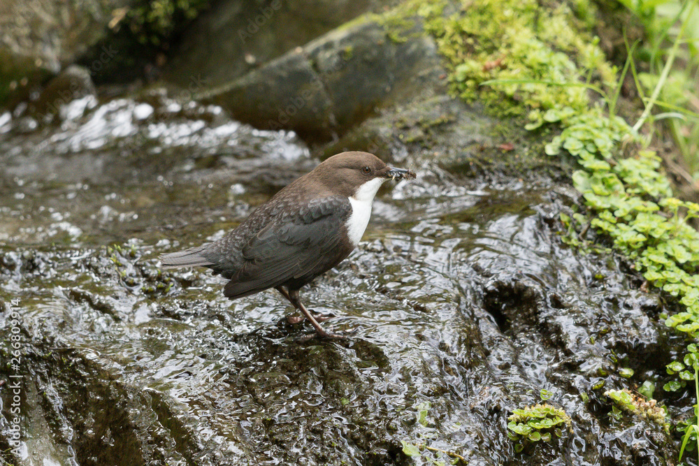 Wasseramsel Wasseramsel