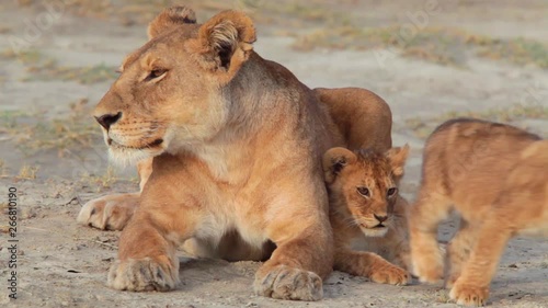 Magnificent shot of a family of lions sitting on the savannah on safari at the Serengeti, Tanzania.