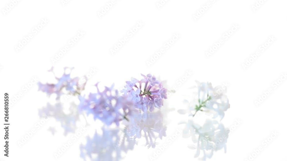 spring blooming bouquet of lilac isolated on white spring blooming bouquet of lilac isolated on white