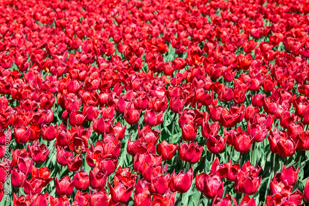 tulips in a field of tulips. Bright tulips. Beautiful tulips in spring time. Colorful tulips flower in the garden. red tulips