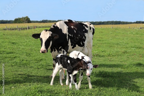 Holstein cow standing with her newborn twin calves in the meadow