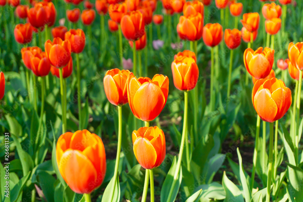 Holland tulips in spring season. Field with tulips in the Netherlands.