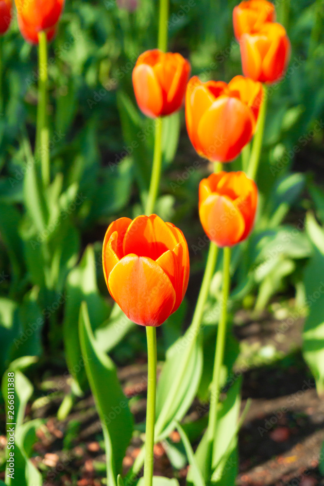Holland tulips in spring season. Field with tulips in the Netherlands. Holland tulips in spring season. Field with tulips in the Netherlands.
