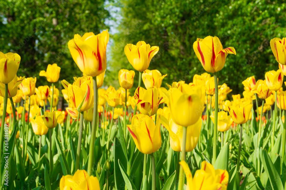 Obraz premium Holland tulips in spring season. Field with tulips in the Netherlands.