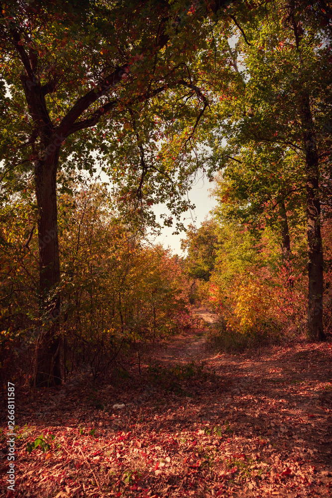 Obraz premium Wald im Herbst