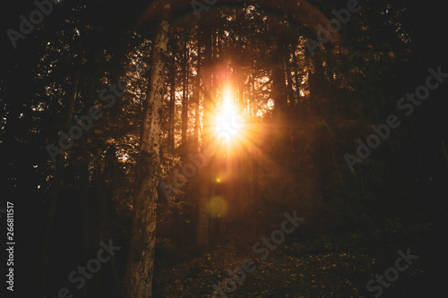 Sonnenaufgang in Wald