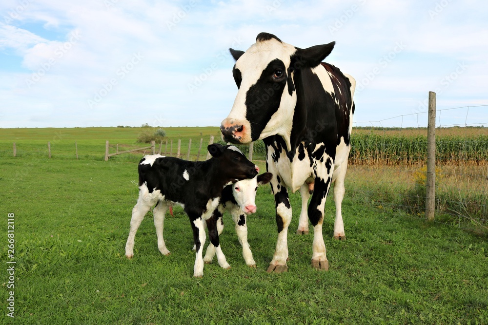 Holstein cow stands with her newly born twin calves in the field Holstein cow stands with her newly born twin calves in the field