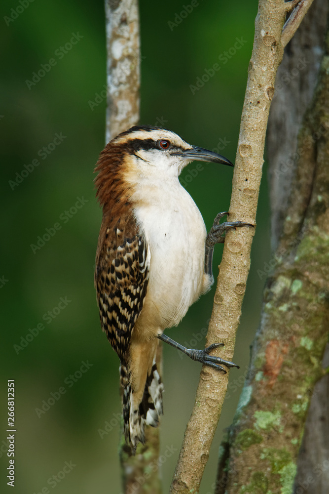 Naklejka premium Strzyżyk rudy - Campylorhynchus rufinucha to ptak śpiewający z rodziny Troglodytidae, strzyżyk. Jest gatunkiem lęgowym zamieszkującym od środkowo-południowo-zachodniego Meksyku po północno-zachodnią Kostarykę