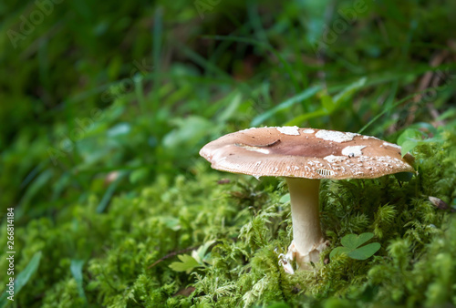 Beautiful poisonous big mushroom in the forest.