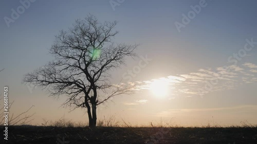 Wallpaper Mural Silhouettes of happy family walking in the meadow near a big tree during sunset. Torontodigital.ca