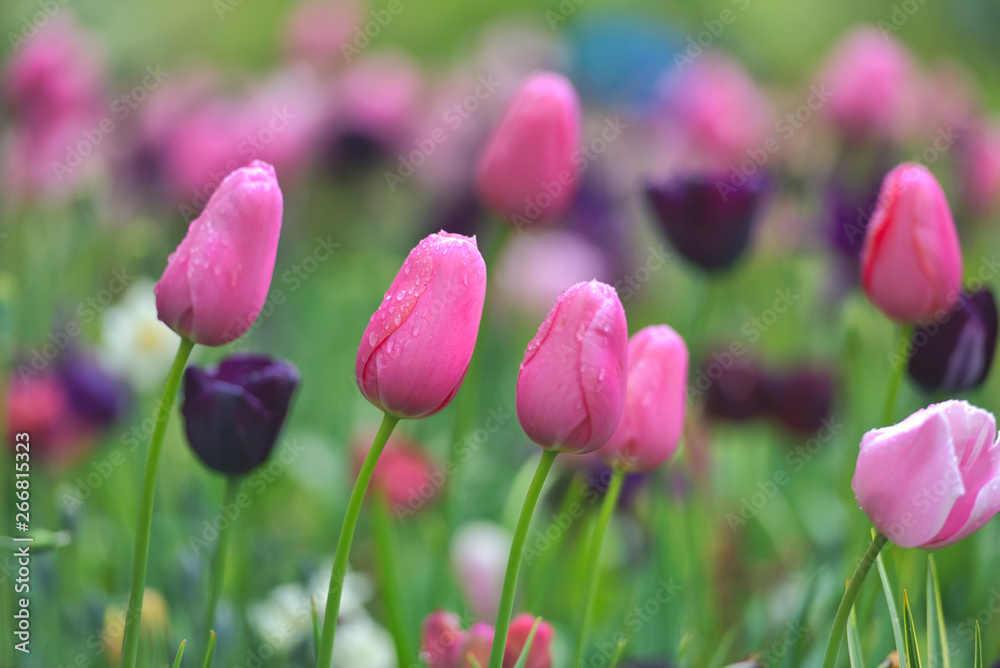 Colorful tulip field, summer flowerwith green leaf with blurred flower as background Colorful tulip field, summer flowerwith green leaf with blurred flower as background