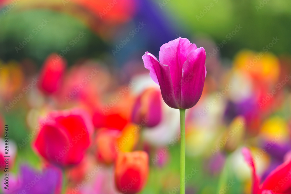 Colorful tulip field, summer flowerwith green leaf with blurred flower as background