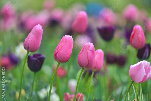 Colorful tulip field  summer flowerwith green leaf with blurred flower as background