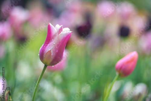 Colorful tulip field, summer flowerwith green leaf with blurred flower as background photo