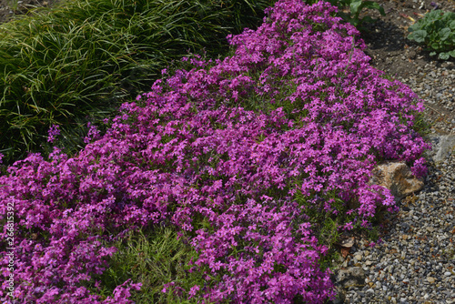 fiori