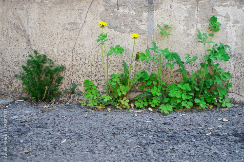 Green grass and yellow dandelion grow through the asphalt from the basement, near the wall of an old brick house