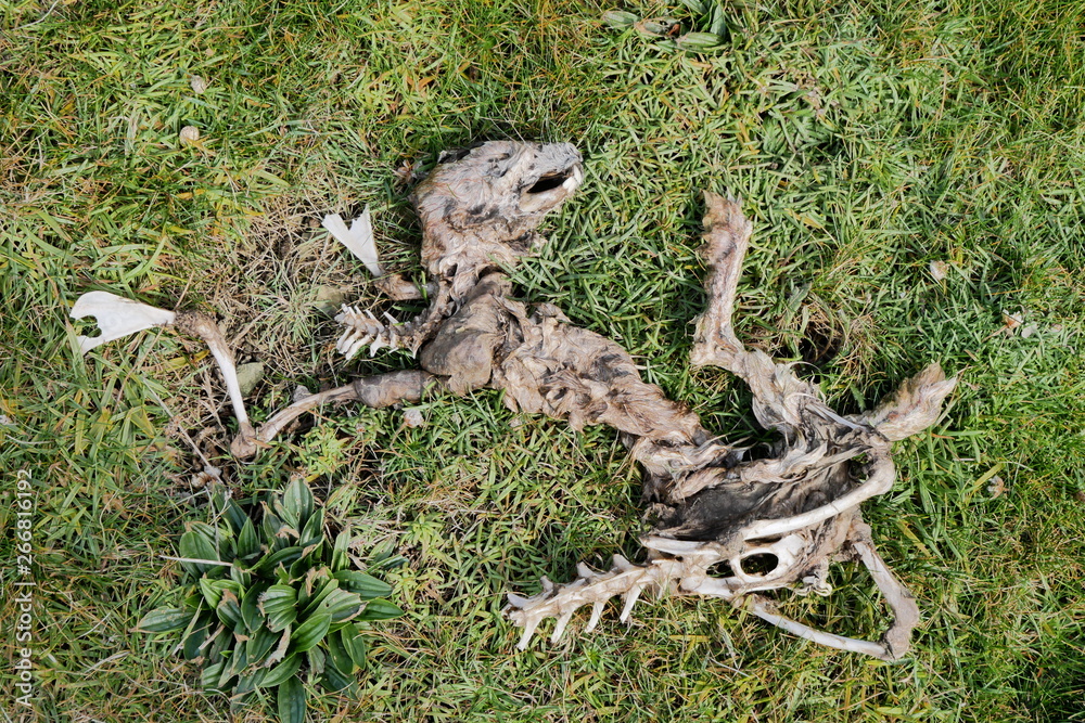 Decomposed body of a hare / rabbit on Mainland Orkney in Scotland, UK Decomposed body of a hare / rabbit on Mainland Orkney in Scotland, UK