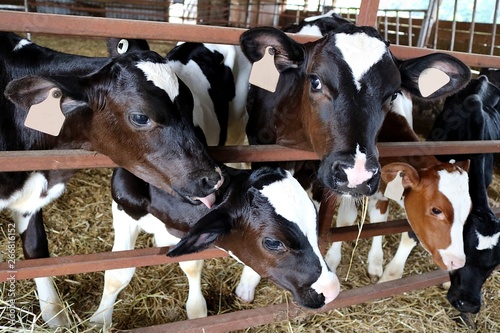 Closeup of heads and faces of six Holstein calves as they reach out for some feed, hay, petting or attention