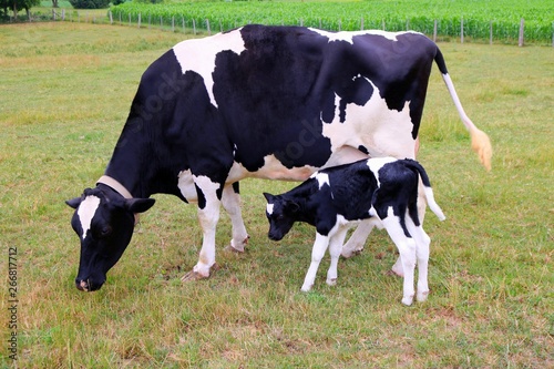 Holstein cow and newborn calf standing in the pasture