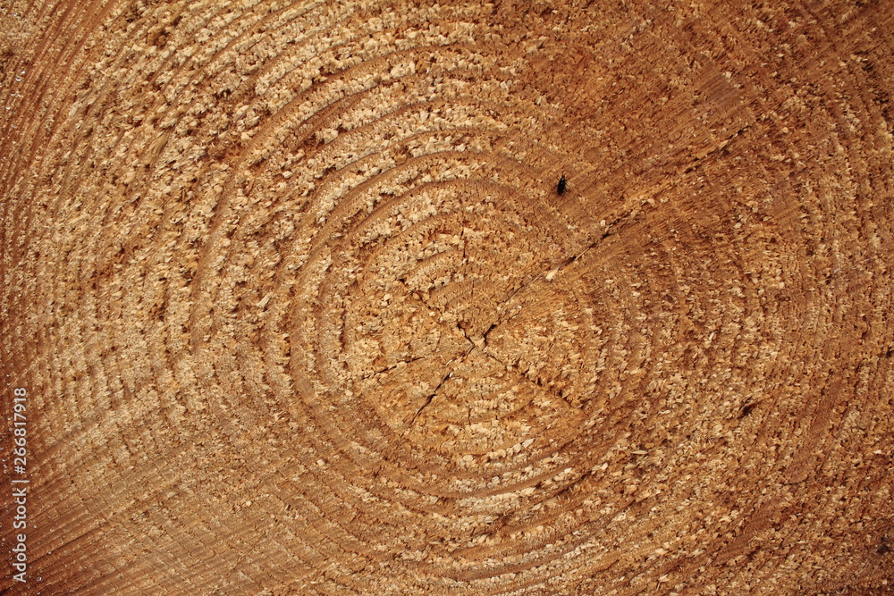 Naklejka premium Der Baumstamm