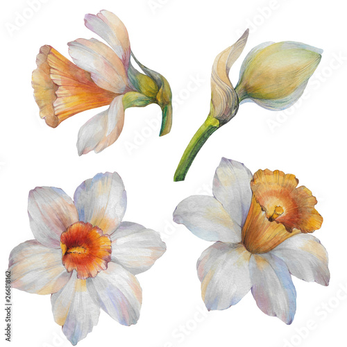 A set of flowers. Set of flowers narcissus. Watercolor flowers Narcissus on a white background. Hand draw watercolor illustration. Floral Design elements.