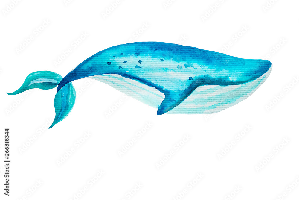 Watercolor whale Hand drawn illustration on white