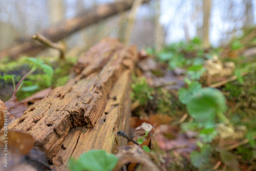 Natural habitat for insects in the forest in the morning. Rotten wood as protection to preserve biodiversity.