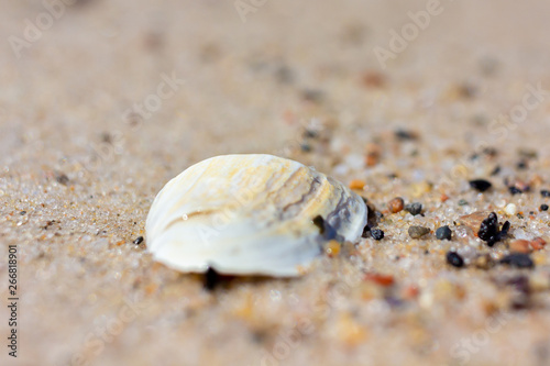 Sea shell macro closeup on Baltic beach on sunny day