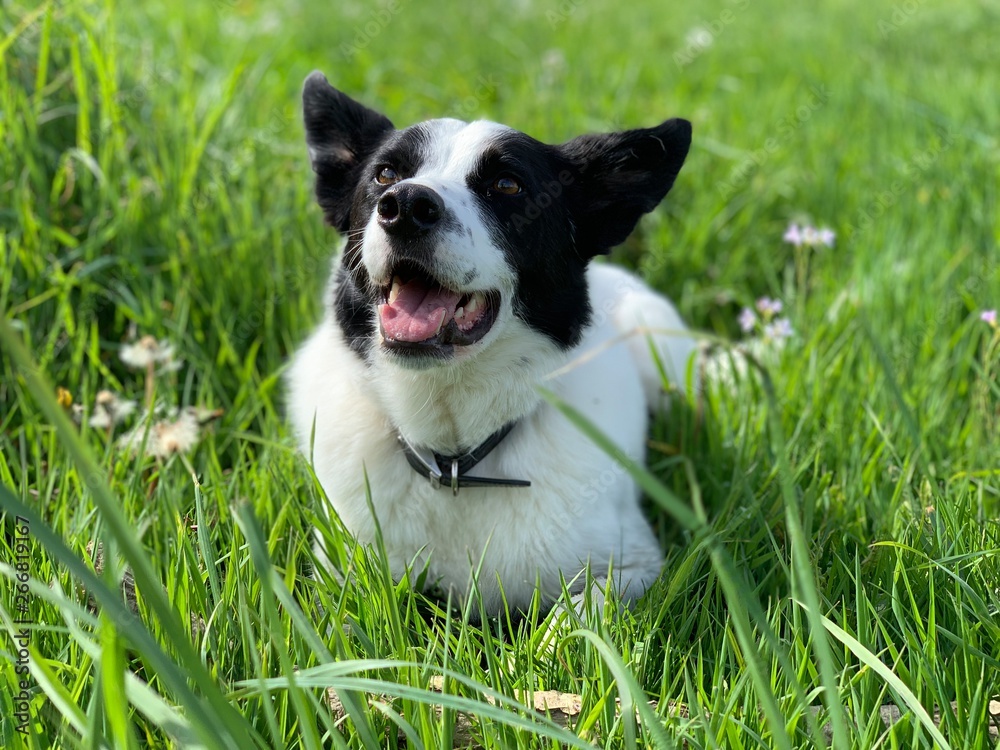 dog on grass dog on grass