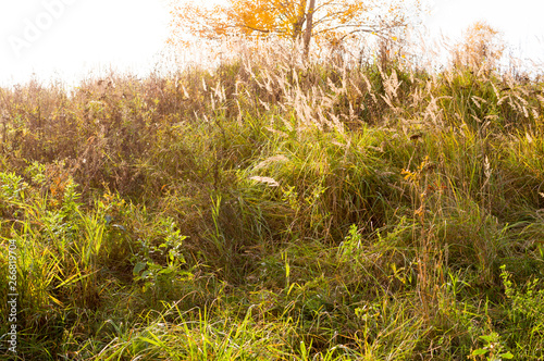 hill with grass and tree at autumn. close, nature.