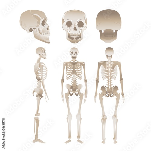 Set of white human skeletons in different positions