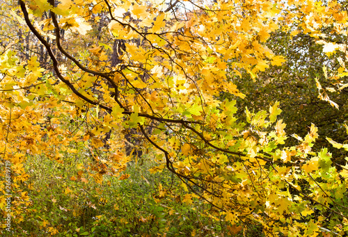 trees with yellow leaves in the park at autumn. background, nature.