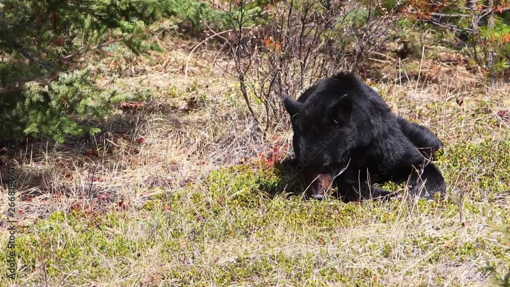 Jasper National Park, Alberta, Canada, black bear wanders, Travel Alberta, Canadian Rockies, Icefields parkway, Maligne Lake, Banff, North America wildlife