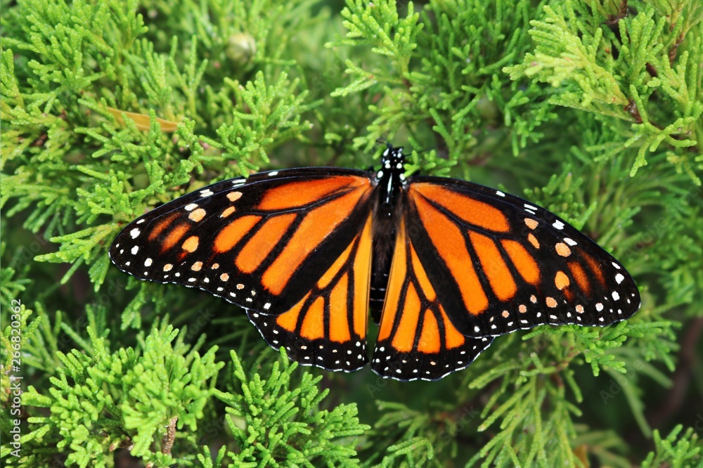 Naklejka premium Monarch butterfly with spread open wings on a bright green cedar bush on a sunny day