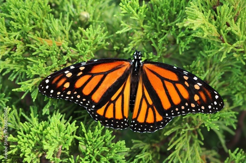 Monarch butterfly with spread open wings on a bright green cedar bush on a sunny day