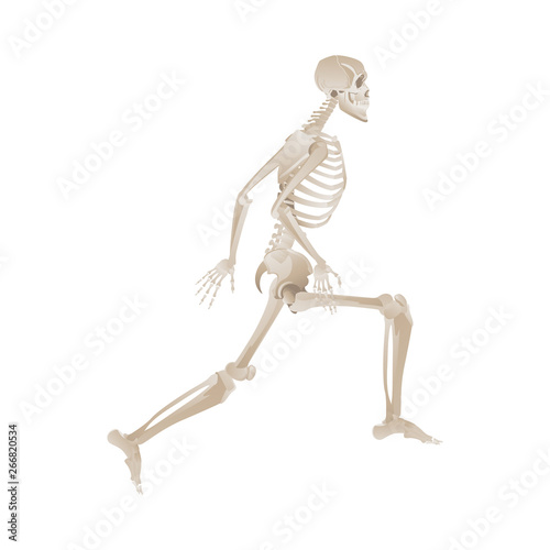 Human skeleton jumping mid-air while running
