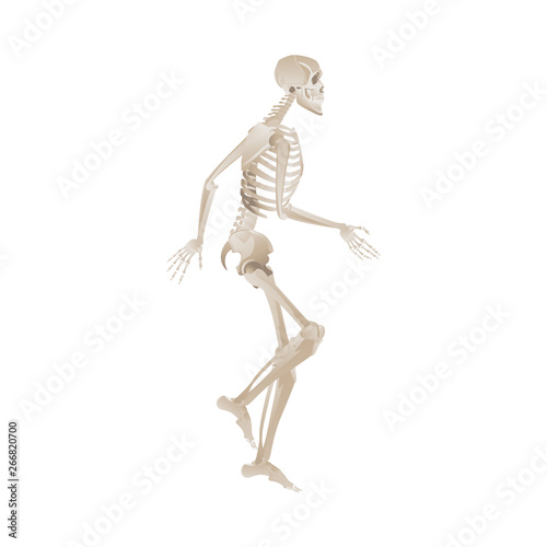 White skeleton running or walking in dynamic posture